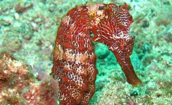 10 Best Costa Rica Diving & Snorkeling Spots