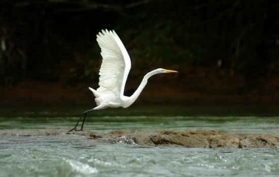 5 Best Costa Rica Jungle Tours