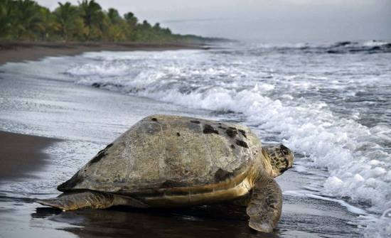 7 Best Places to See Wildlife in Costa Rica