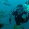 8 BEST COSTA RICA DIVING & SNORKELING SPOTS