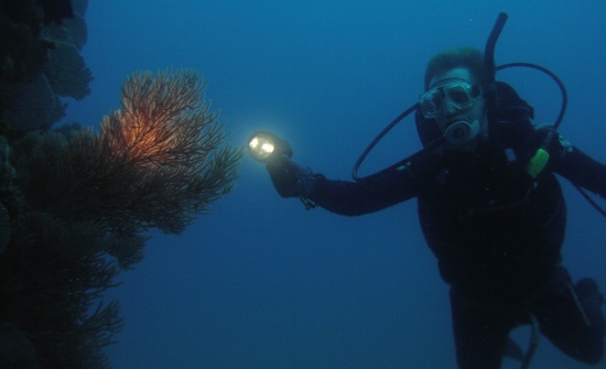 8 BEST COSTA RICA DIVING & SNORKELING SPOTS