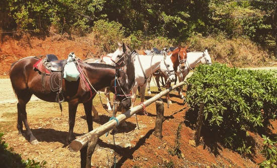 6 Reasons To Add Monteverde To Your Bucket List
