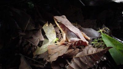 Arenal Night Walk Guided Tour