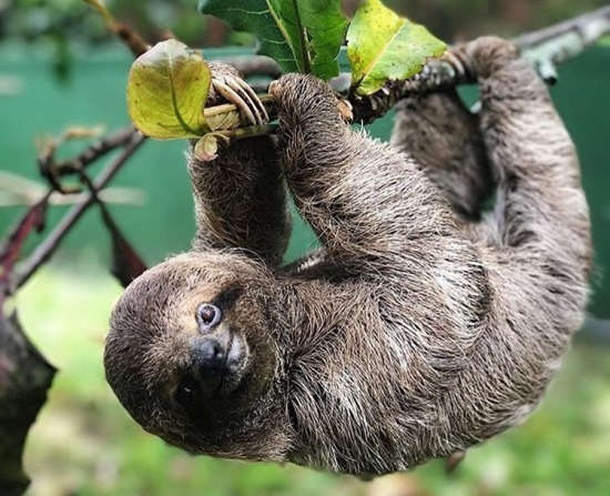 The Complete Guide to Sloths in Costa Rica
