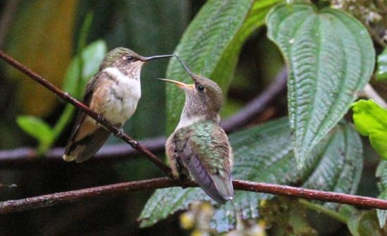 Best Birding Destinations & Tours