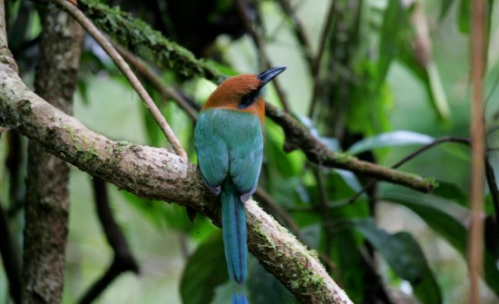 Top Ten Birding Destinations in Costa Rica