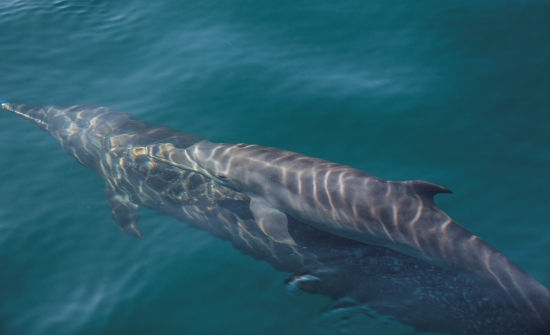 8 BEST COSTA RICA DIVING & SNORKELING SPOTS