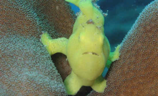 8 BEST COSTA RICA DIVING & SNORKELING SPOTS