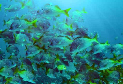 8 BEST COSTA RICA DIVING & SNORKELING SPOTS
