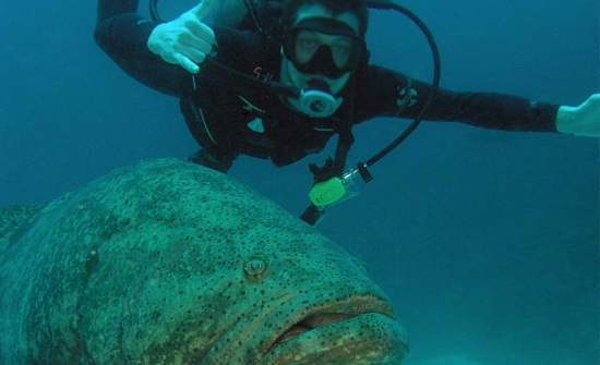8 Best Costa Rica Diving Spots