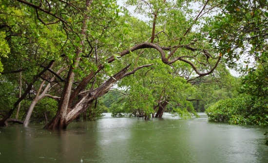 Best Costa Rica Jungle Tours & Mangrove Excursions