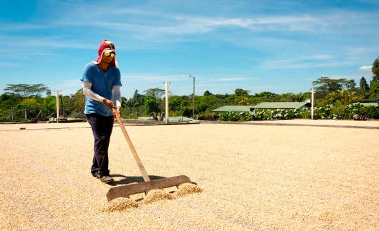 6 Best Costa Rica Coffee Plantation Tours
