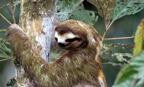 7 Best Places to See Wildlife in Costa Rica