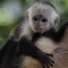 7 Best Places to See Wildlife in Costa Rica