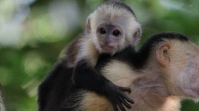 7 Best Places to See Wildlife in Costa Rica