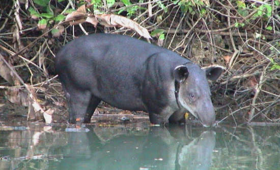 7 Best Places to See Wildlife in Costa Rica