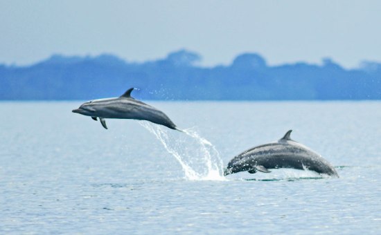 Big Five Animals of Costa Rica