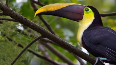 Big Five Animals of Costa Rica