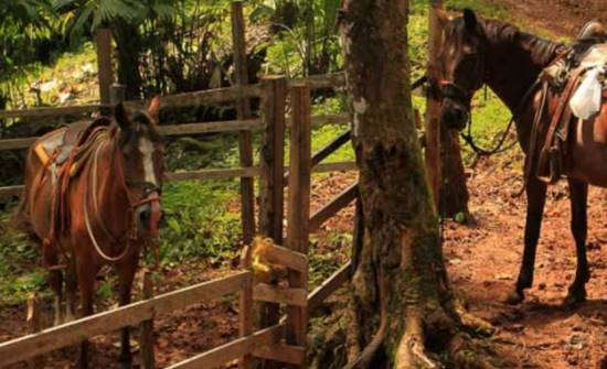 14 of the Most Breathtaking Horseback Riding Tours in Costa Rica