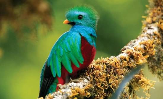 Top Ten Birding Destinations in Costa Rica