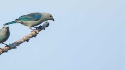 A Guide To The Birds of Costa Rica
