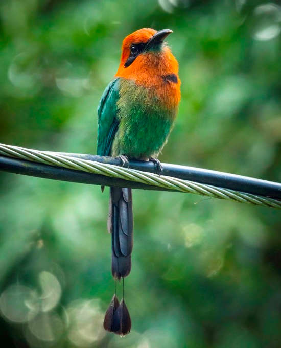 Broad-billed Motmot in Sarapiqui, Heredia via @fizzylina