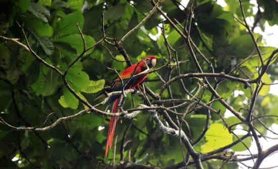 Carara Biological Reserve