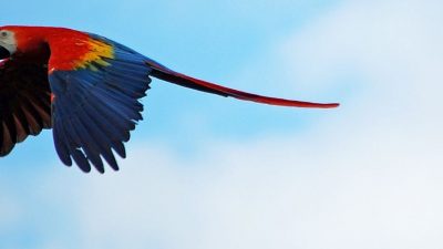 Carara National Park Guide