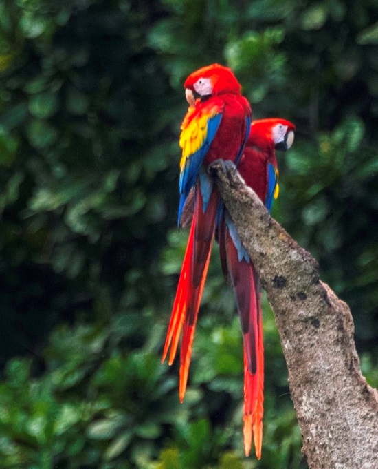 Carara National Park mdineenphoto