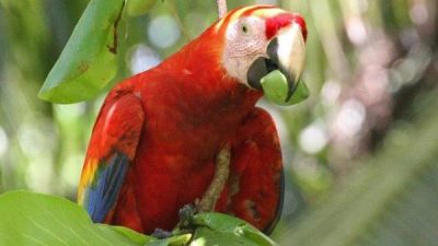 Carara National Park Tour