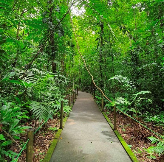 Carara National Park trail