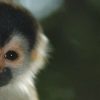 A Guide To Visiting Corcovado National Park