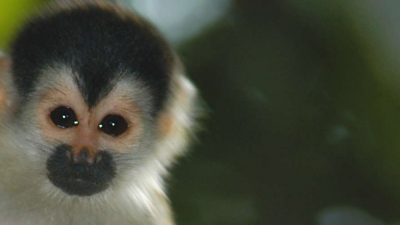A Guide To Visiting Corcovado National Park
