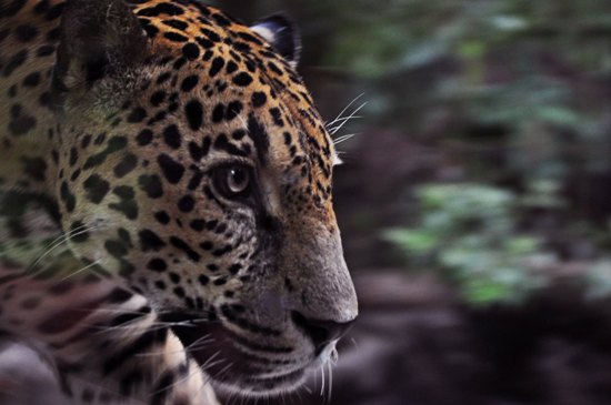Costa Rica Animals & Wildlife