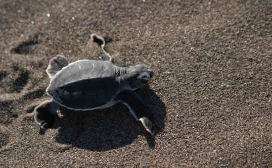 Top Things to do at Tortuguero National Park