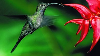 Costa Rica Birding North