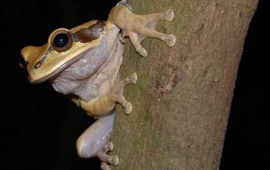 Costa Rica Hiking Lapa Rios night tour