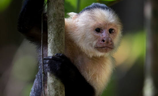 DISCOVER THE MYSTERIES OF THE COSTA RICA RAINFOREST