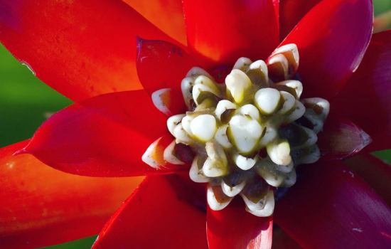 DISCOVER THE MYSTERIES OF THE COSTA RICA RAINFOREST