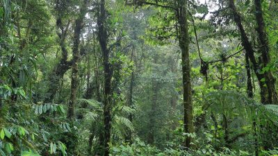 Costa Rica Rainy Season Guide: Why & When to Visit