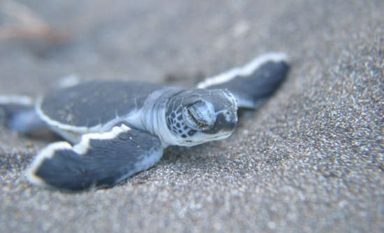 Costa Rica Sea Turtle Nesting: Where To Go When