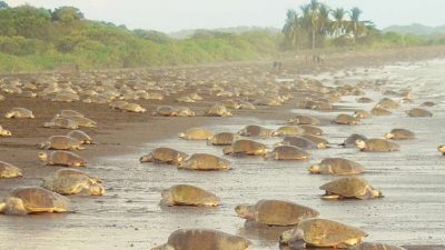 Costa Rica Sea Turtle Nesting: Where To Go When