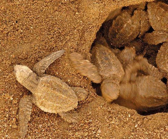 Costa Rica Sea Turtle Nesting: Where To Go When