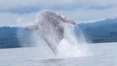 Costa Rica Whale Watching Tour Guide: Where To Go When
