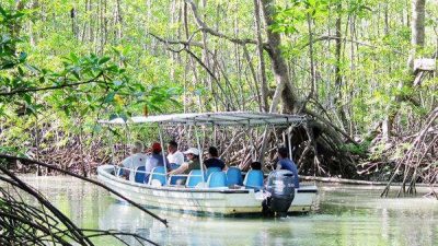 Damas Island Estuary Boat Tour