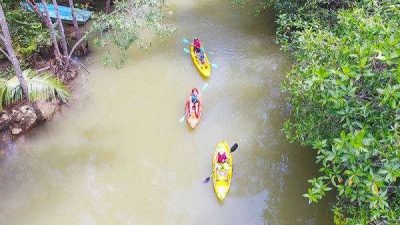 Damas Island Mangrove by Kayak