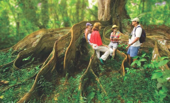 Discover the Costa Rica Rainforest