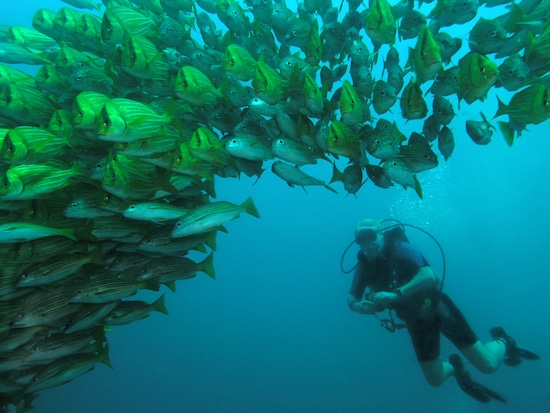 Porkfish Snappers at Aguila de Osa Inn