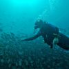 Diving Tour of Catalina Islands