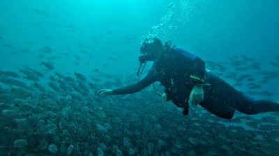 Diving Tour of Catalina Islands